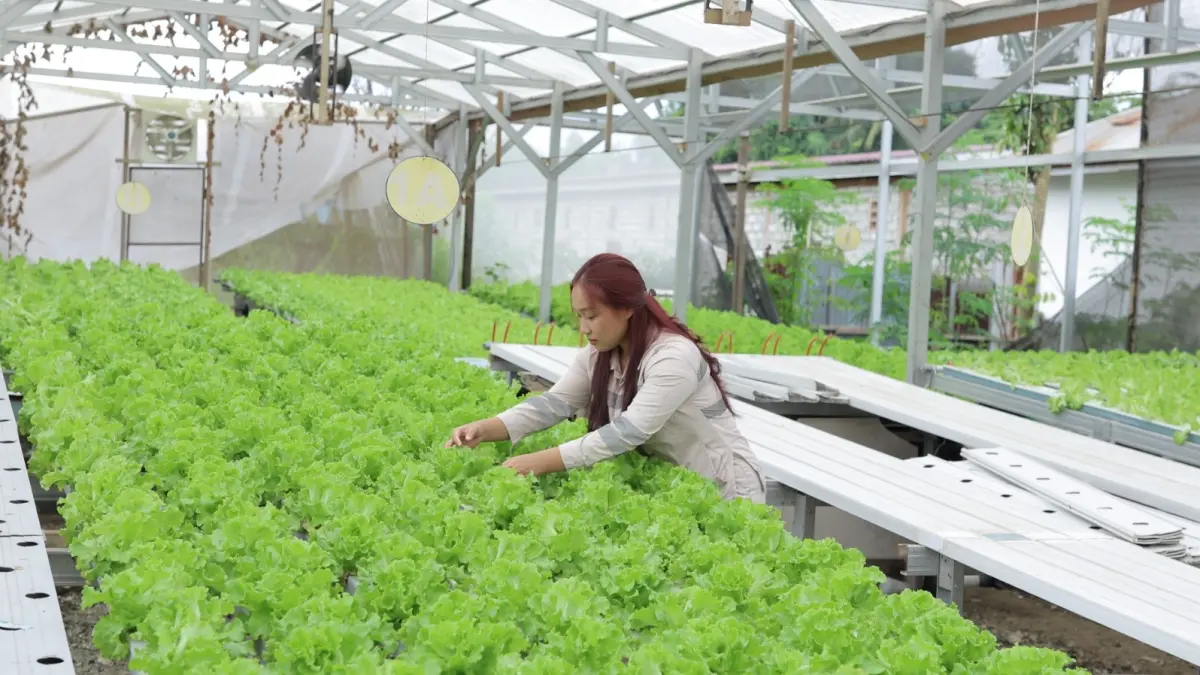 Meidi menjalani pekerjaan lain, usaha green house di Desa Makarti, Kecamatan Bahodopi, Morowali, Sulawesi Tengah.