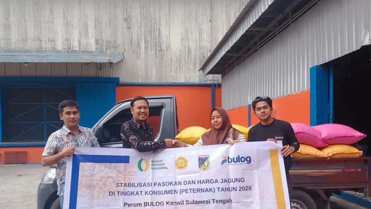 Perum BULOG Kantor Wilayah (Kanwil) Sulawesi Tengah (Sulteng) lakukan penyaluran jagung pakan melalui program Stabilisasi Pasokan dan Harga Pangan (SPHP). (DOK:ISTIMEWA).