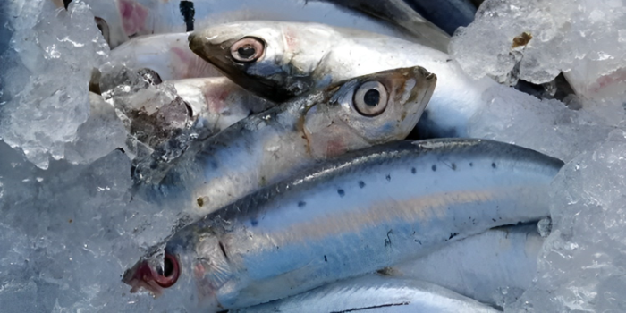 Jika Anda Penyuka Ikan Laut Maka Anda Perlu Tahu Kandungan Gizi Ikan Ini