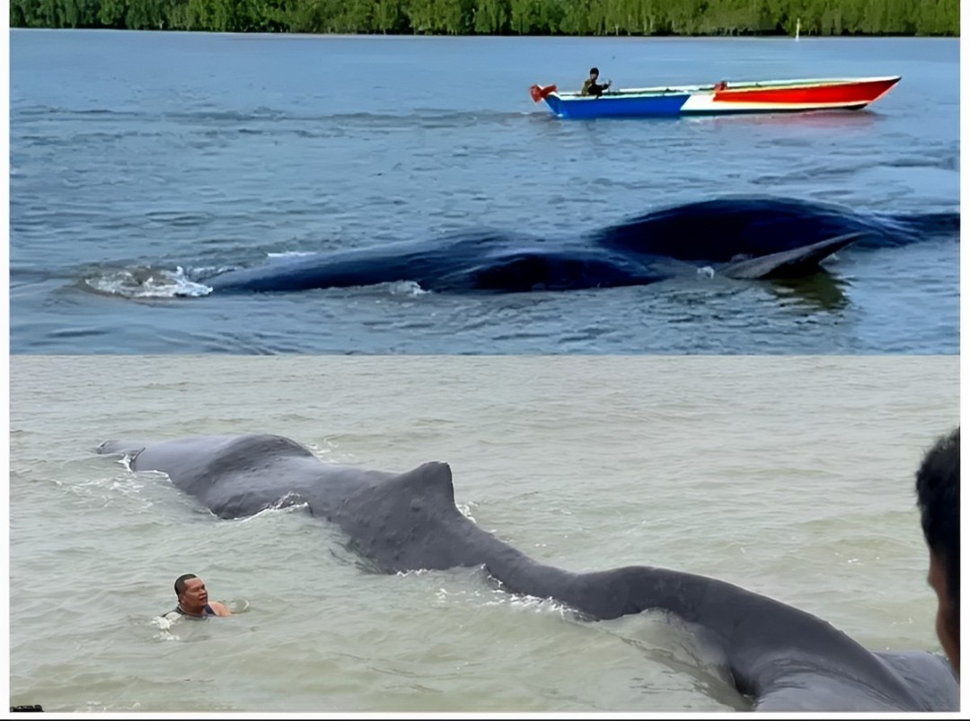 Seorang petugas berusaha membantu paus yang terdampar di Pantai Teritip, Balikpapan. Aksi penyelamatan ini menyentuh hati banyak orang.