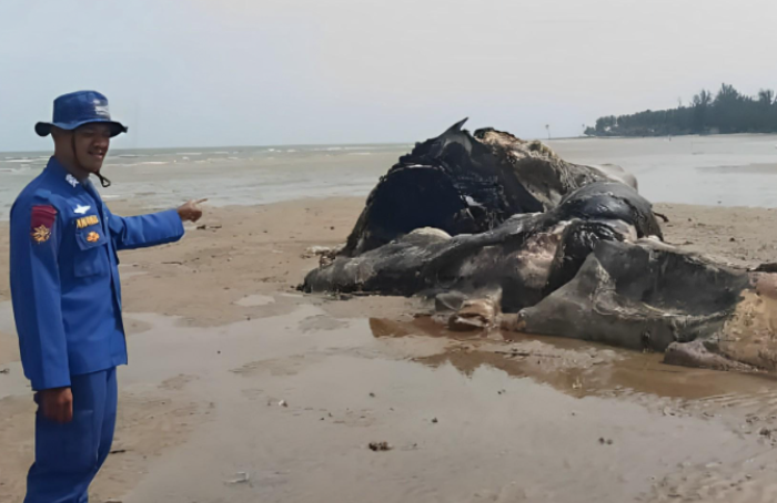 proses pembakaran paus sperma 40 ton di Balikpapan. Upaya ini dilakukan untuk mencegah penyebaran penyakit dan menjaga kebersihan lingkungan