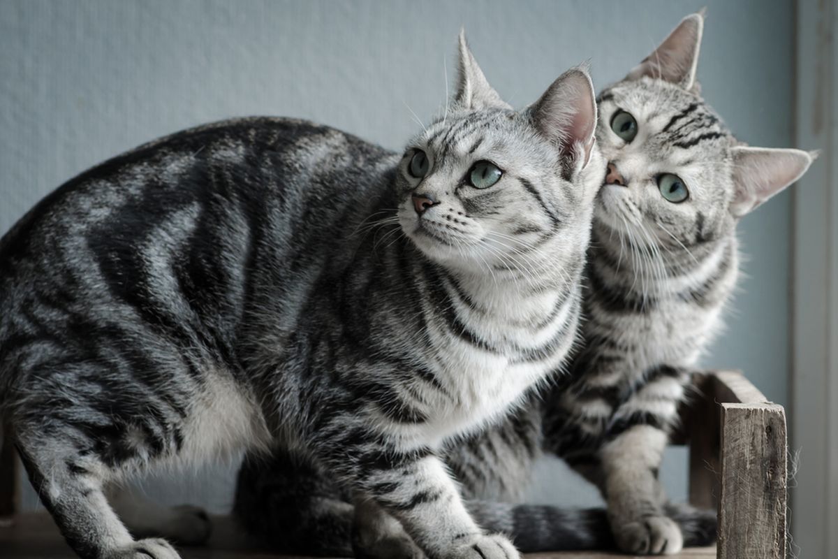 Kucing ras Persia sedang bermain dengan anak kecil, menunjukkan sifat manja dan tenangnya.