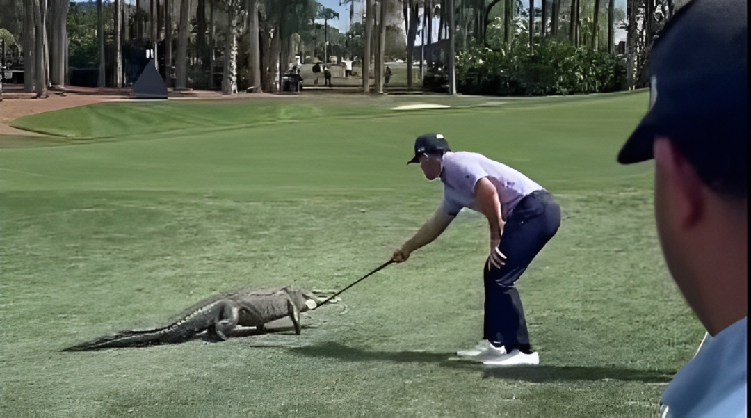 Billy Horschel saat mengusir buaya dengan stik golf di Florida.