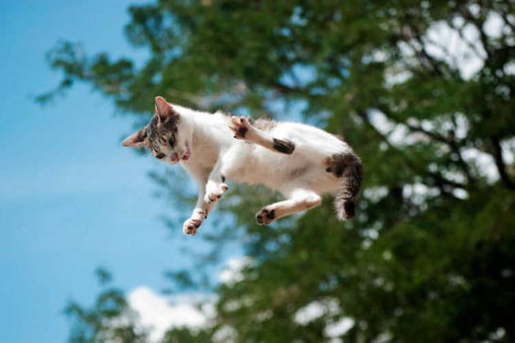 Pernah lihat kucing jatuh dari ketinggian dan selamat? Cek artikel ini untuk tahu rahasianya!
