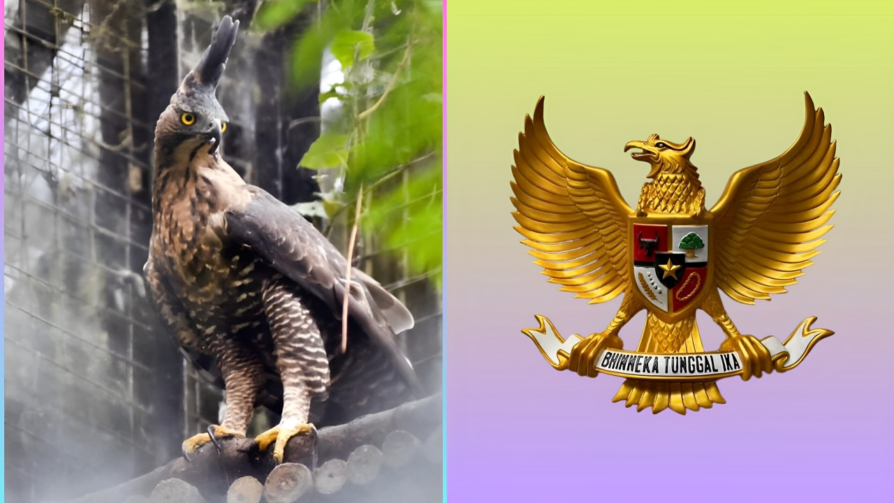 Burung Garuda melambangkan kekuatan, persatuan, dan semangat kemerdekaan Indonesia. Temukan maknanya di artikel ini!