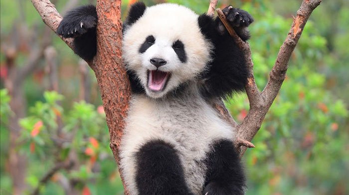 Simak alasan kenapa keberadaan panda yang hanya ada di China!