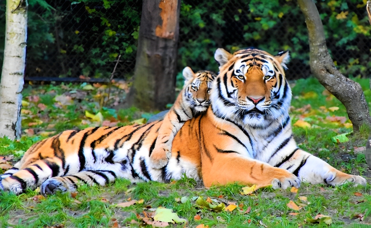 Harimau, salah satu hewan karnivora. Cari tau fakta-fakta menarik dan perbedaan antara herbivora, karnivora, dan omnivora disini, Cess!