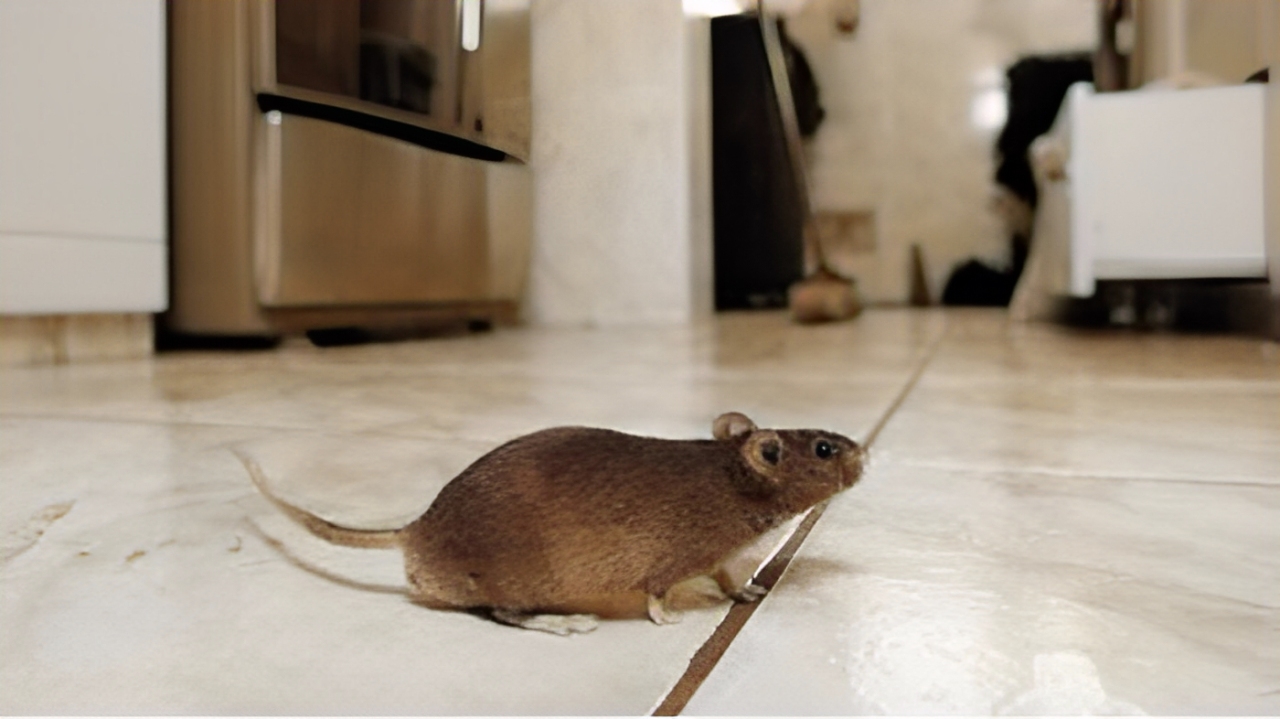 Ilustrasi tikus masuk rumah dan langkah darurat pertolongan pertama yang efektif dan praktis. Wajib tahu buat penghuni rumah!