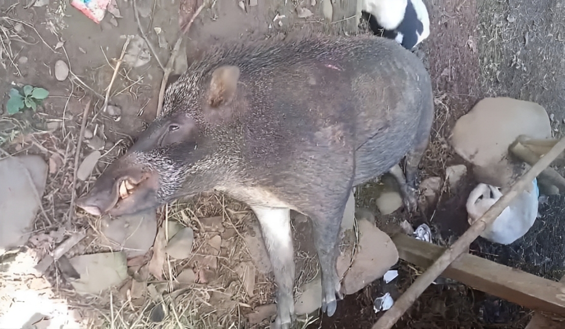Babi ini dihabisi warga setelah menyerang pasutri di Dusun Gendir, Desa Klungkung, Kecamatan Sukorambi.