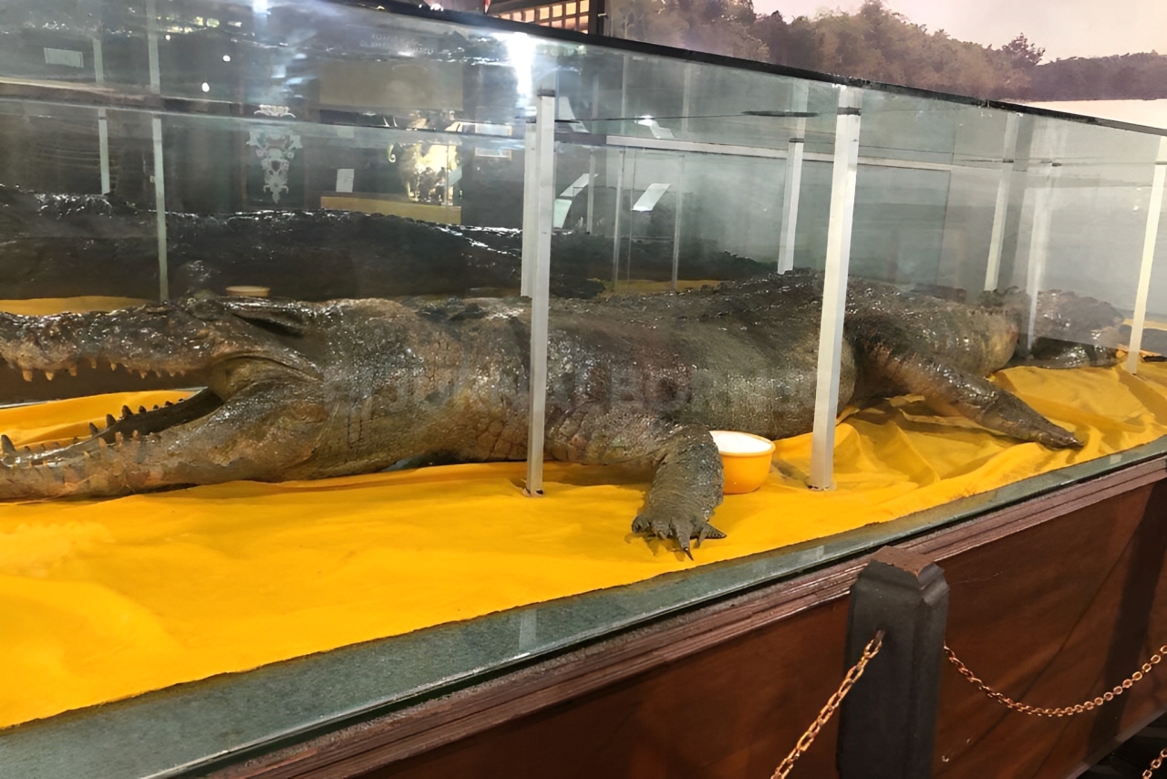 Buaya Betina asal Muara Badak yang berumur 60 Tahun.