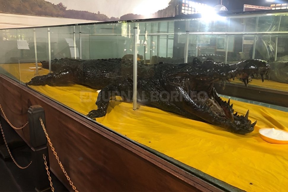 Buaya dari Sangatta yang Berumur 70 Tahun.
