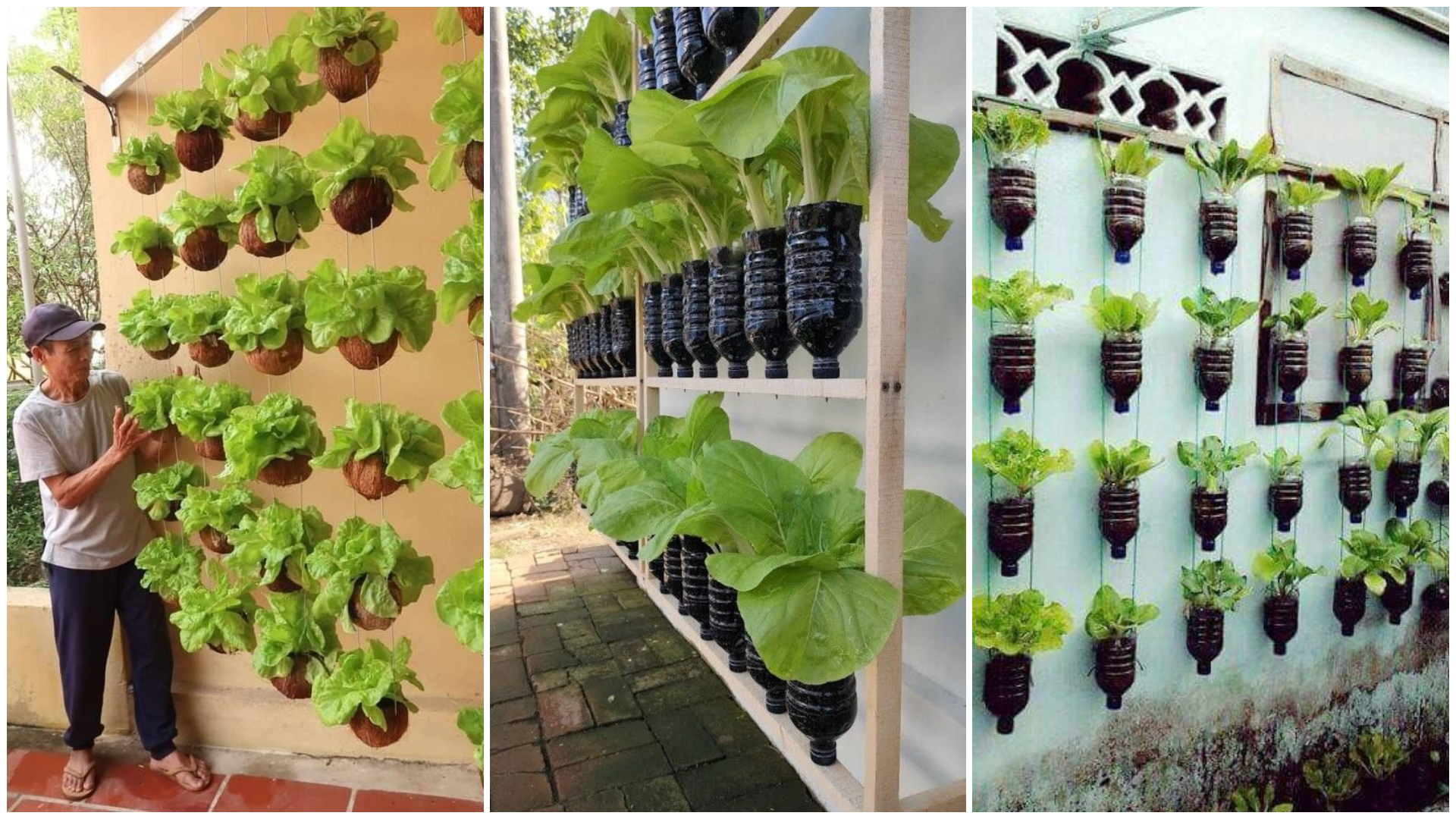 Urban farming hidroponik di teras rumah, cara praktis tanpa ribet buat generasi kekinian. Yuk sulap ruang sempitmu jadi kebun produktif!