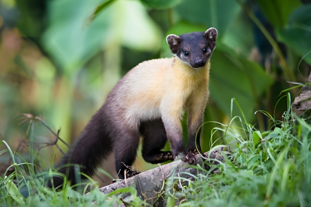 Gambar predator anak panda di habitat liar, bahaya mengintai tanpa diduga. Simak fakta mengejutkan selengkapnya disini, Cess!
