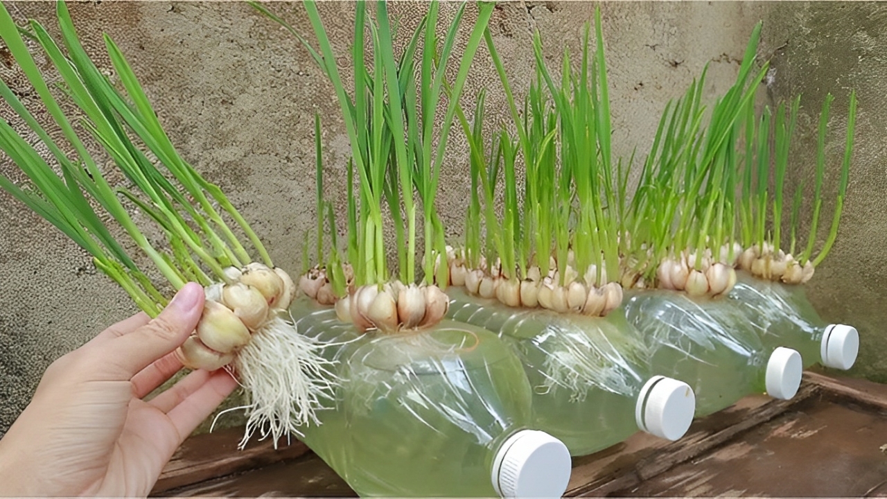 Rempah segar hasil budidaya hidroponik di rumah; solusi cuan praktis dari kebutuhan dapur yang selalu stabil.