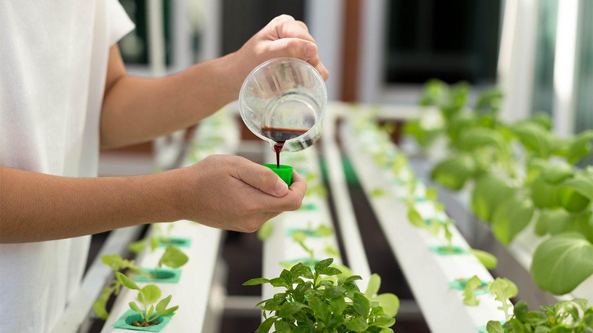 Larutan nutrisi hidroponik dari bahan lokal seperti abu sekam dan air cucian beras yang jadi solusi hemat dan ramah lingkungan.