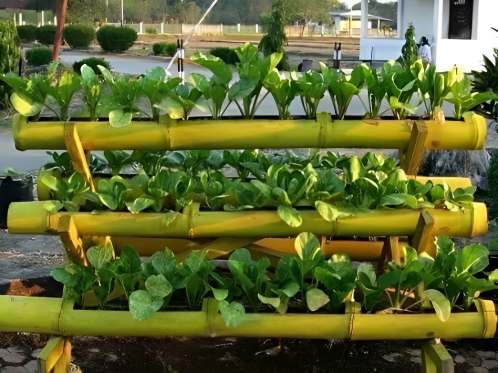 Eksperimen hidroponik kreatif dengan sistem sederhana dan tanaman unik; bikin kebun jadi laboratorium seru penuh ide segar!