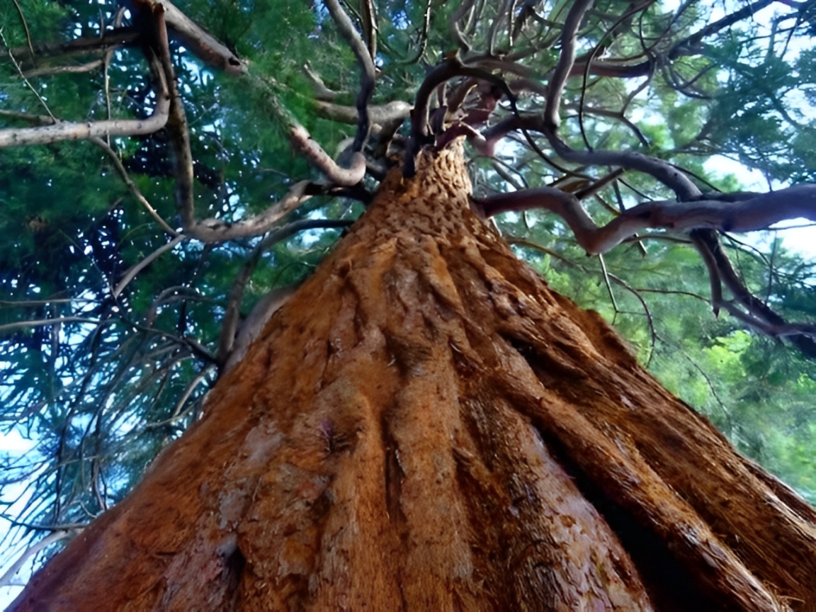 Foto deretan pohon terbesar dunia seperti Hyperion, Methuselah, The General Sherman Tree dan Cypress of Abarqu. Simak fakta uniknya Cess!