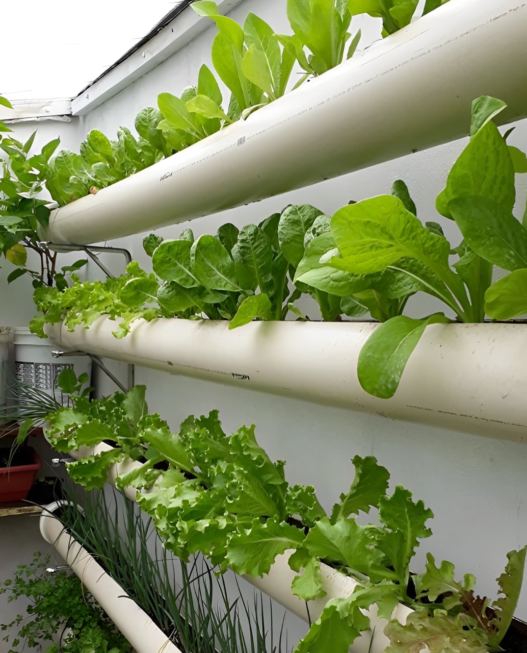 Sistem hidroponik minimalis urban farming dengan tanaman hijau segar, solusi cuan di lahan terbatas.