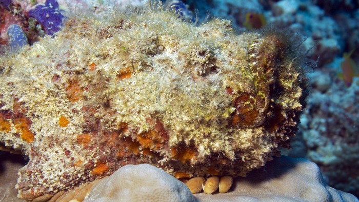 Foto ikan laut beracun: Stonefish, ikan buntal, dan ikan pari dengan racun mematikan di laut, bikin penasaran dan wajib diwaspadai!