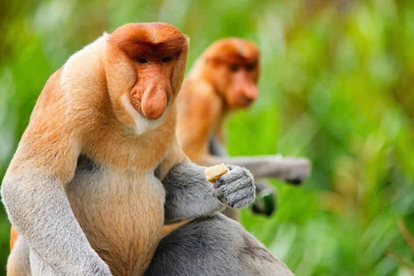 Pesut Mahakam, Burung Enggang, dan Bekantan satwa langka Kalimantan Timur yang terancam punah, fakta menyedihkan di balik populasi mereka.
