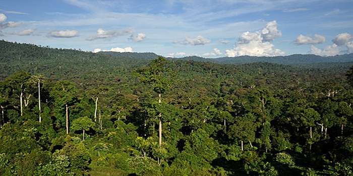 Ilustrasi kawasan hutan tropis Indonesia dengan pemandangan lebat dan alami &ndash; cocok untuk menggambarkan kekayaan hutan Indonesia yang jadi paru-paru dunia.