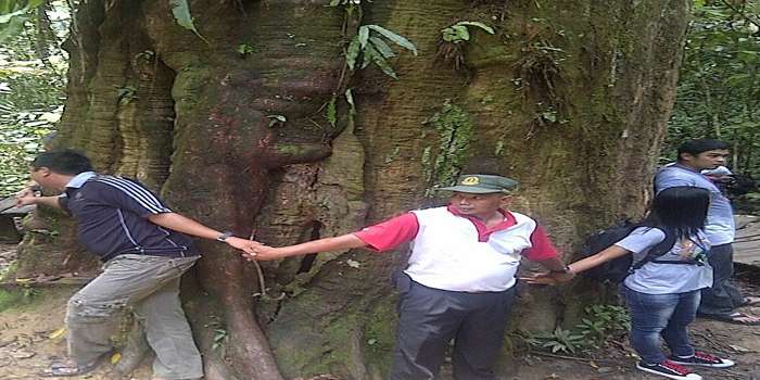 Foto pohon ulin raksasa Taman Nasional Kutai, Kalimantan Timur, dengan diameter 2,47 meter dan tinggi 30 meter. Keyword: pohon ulin, ikon Kalimantan.