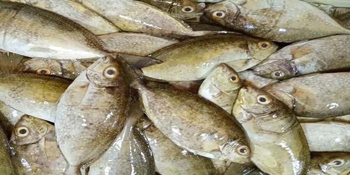 gambar ikan gami bawis.