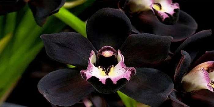 Foto tumbuhan langka Kalimantan seperti pohon ulin, anggrek hitam, dan kapul. Lengkap dengan keyword dan hook pelestarian alam.
