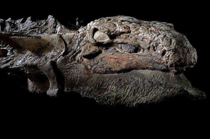 Gambar Nodosaurus lengkap dengan kulit dan sisik membatu, menunjukkan keunikan fosil langka yang jadi primadona paleontologi.