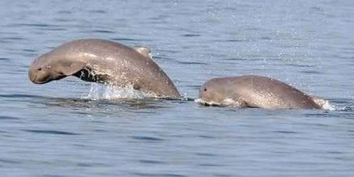 Pesut Mahakam Satwa langka ini menjadi daya tarik utama Desa Wisata dan simbol konservasi perairan di Kalimantan.