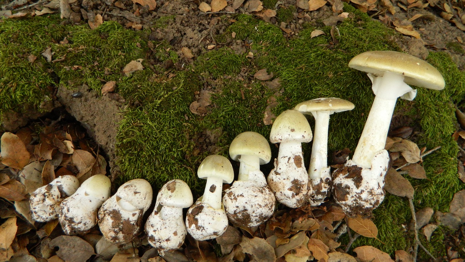 Foto jamur beracun paling mematikan di dunia: Death Cap, Deadly Galerina, dan Jamur Tanduk Rusa Merah &ndash; kelihatan unik tapi mematikan!