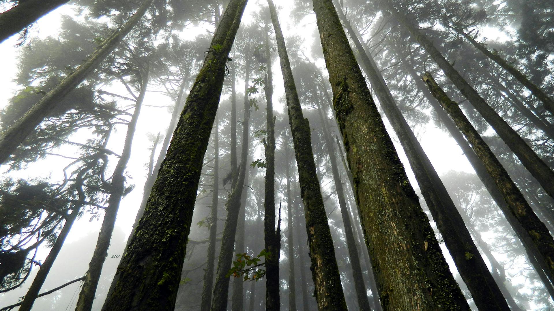Gambar Hutan Aokigahara, Lawang Sewu, dan Rumah Sakit Gonjiam yang menyimpan aura mistis, keyword tempat angker dunia dan kisah horor yang bikin penasaran.