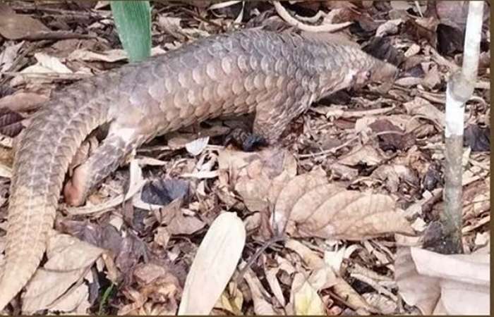 Foto trenggiling di Kalimantan Timur, satwa unik pemakan semut yang terancam punah dan butuh perlindungan segera.
