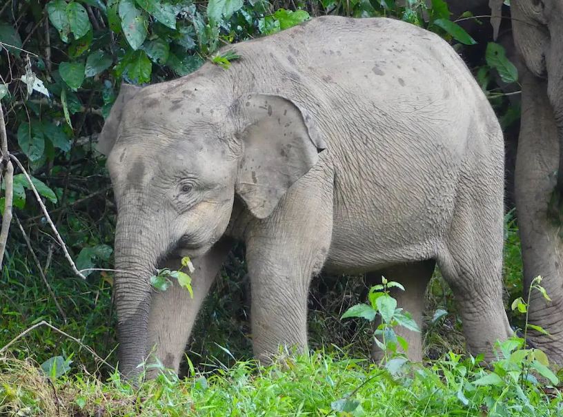 Foto Gajah Kerdil Borneo, Orangutan Tapanuli, dan Vaquita yang langka dengan keyword hewan langka dunia, menggambarkan ancaman punah yang bikin prihatin&mdash;wajib kamu tahu, Cess!