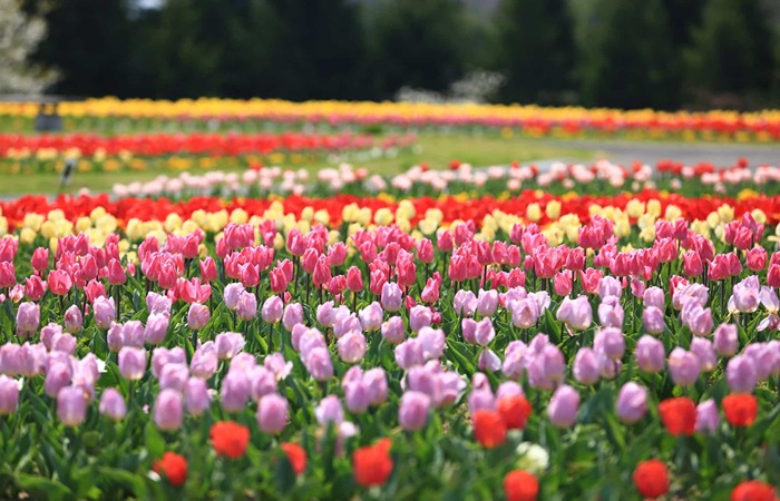 Lautan Bunga Tulip.