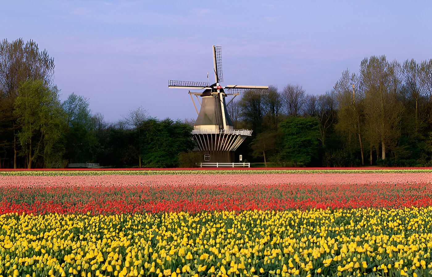 Keukenhof Gardens Belanda, taman bunga warna-warni yang jadi surganya musim semi dan spot healing paling ikonik di dunia.