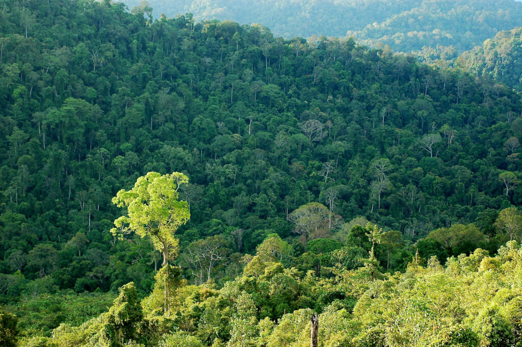 Potret hutan hujan tropis Kalimantan Timur yang lebat dan kaya keanekaragaman hayati, menyimpan spesies langka dan menjadi penyangga lingkungan IKN.