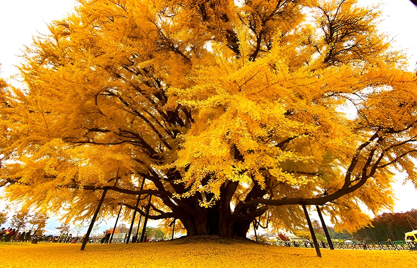 Pohon Ginkgo Biloba kuno di Gyeongju dengan dedaunan keemasan jadi ikon sejarah Korea. Penuh makna dan daya tarik visual!