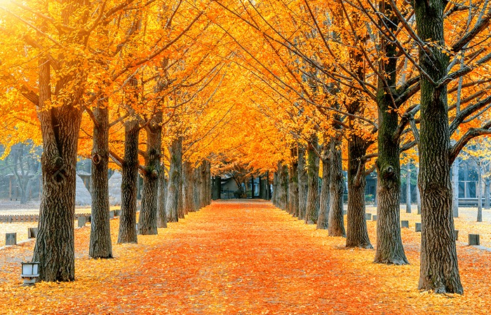 Barisan Pohon Ginkgo