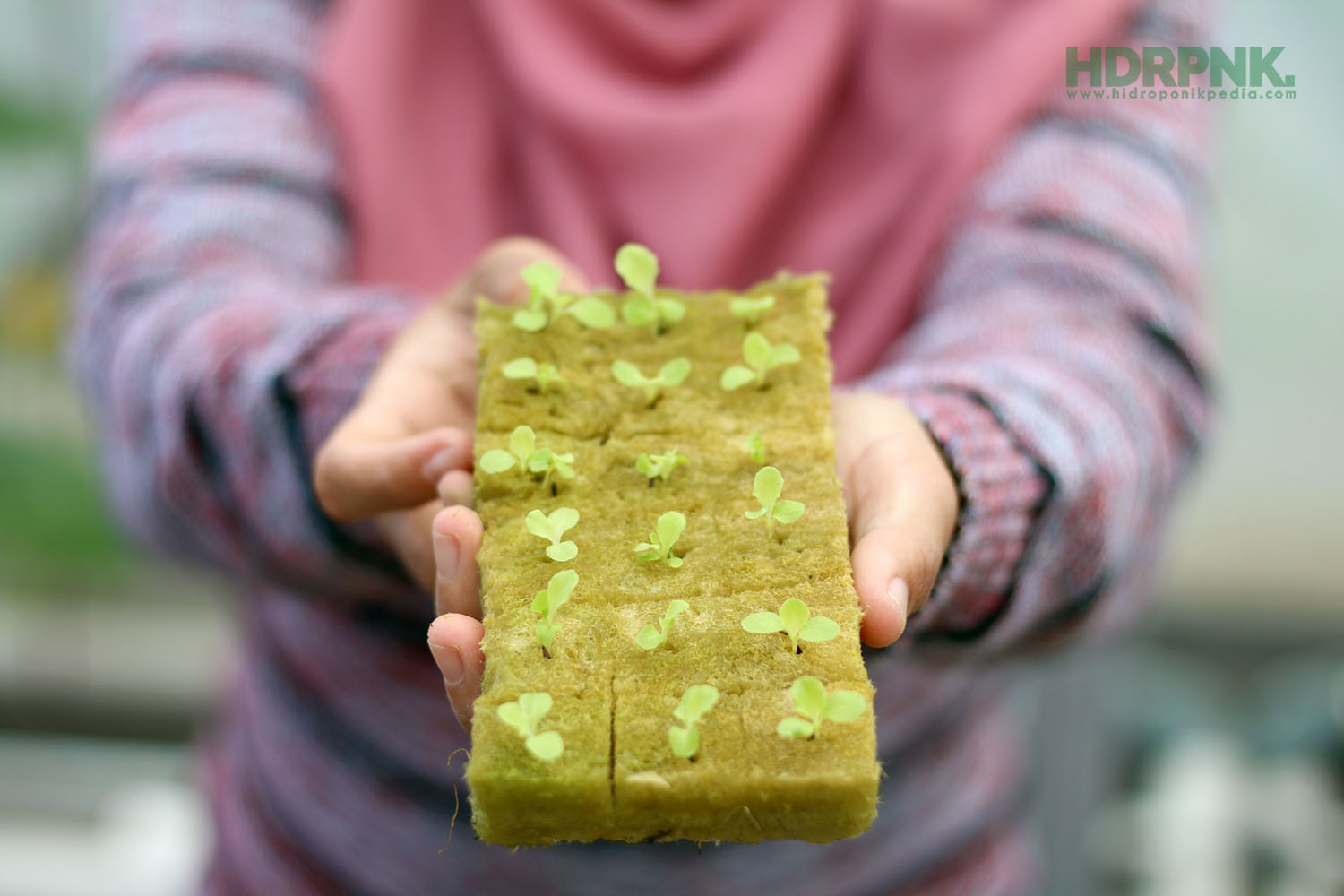 Simpel Tapi Cuan: Ini Cara Menyemai Selada Hidroponik dari Nol!