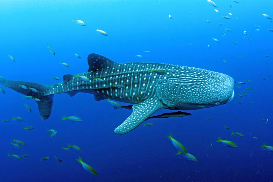 Foto ikan terbesar di dunia: Whale Shark, Basking Shark, dan Sturgeon Beluga, raksasa laut dengan ukuran epik dan fakta menarik yang wajib diketahui.