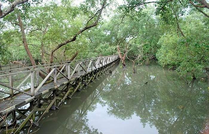 Jembatan kayu Hutan Mangrove Margomulyo dengan pemandangan hijau dan bekantan, spot wisata konservasi eksotis di Kalimantan Timur yang wajib dikunjungi.