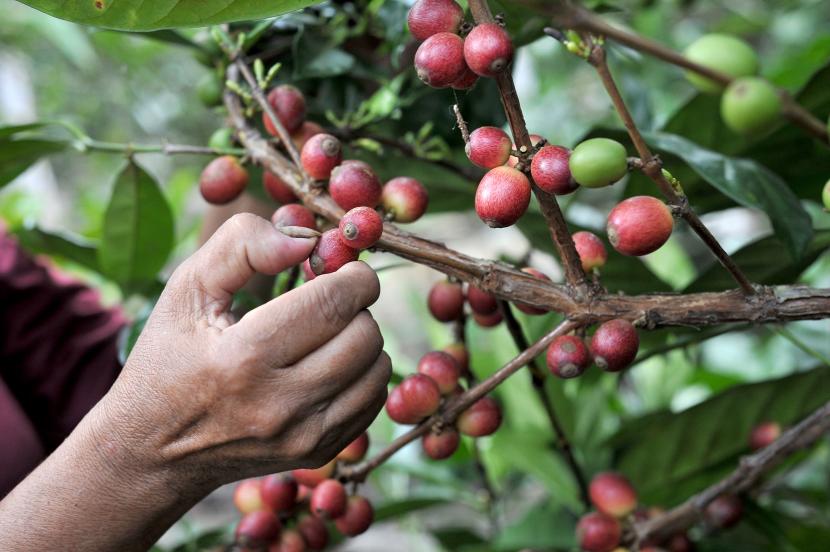 Biji kopi liberika Kalimantan yang besar, tumbuh di tanah gambut Kalbar, menghadirkan aroma khas dan rasa earthy yang memikat.