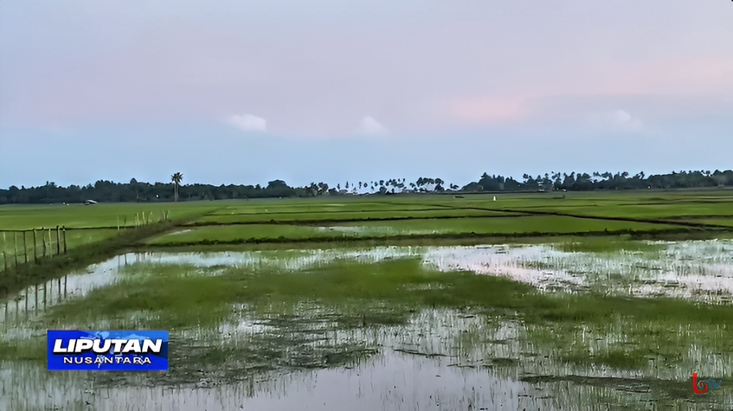 Foto hamparan sawah produktif di Penajam Paser Utara (PPU), Jumat (3 Oktober 2025).