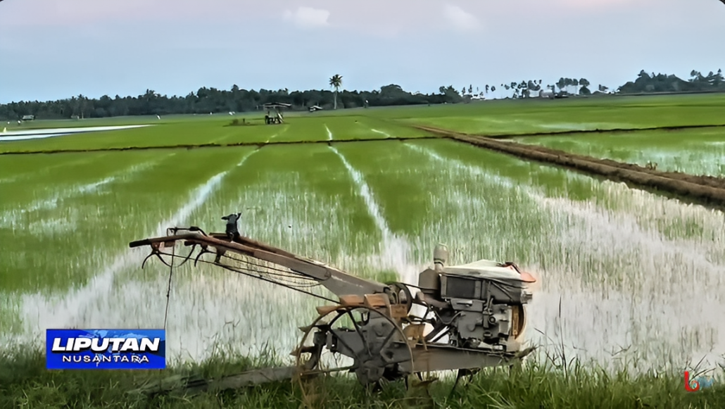 Foto hamparan sawah produktif di Penajam Paser Utara (PPU), dukung ketahanan pangan lokal dan produksi pertanian meningkat, Senin (6 Oktober 2025).