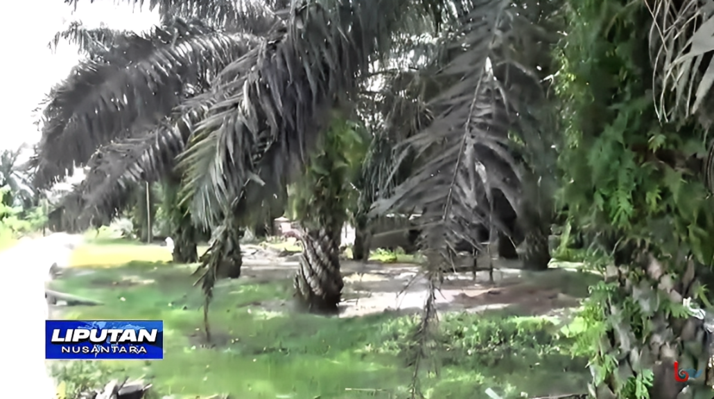 Perkebunan kelapa sawit di Penajam Paser Utara (PPU).