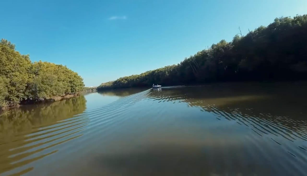 Panorama Hutan Mangrove Center Graha Indah Balikpapan menampilkan jalur kayu di tengah hutan bakau yang rindang, rumah bagi bekantan dan wisata edukatif hijau kota.