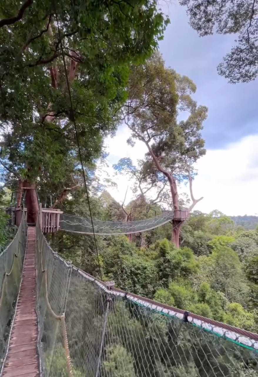 Pemandangan Jembatan Kanopi Bukit Bangkirai di ketinggian 30 meter dengan latar hutan tropis lebat, menggoda mata setiap pengunjung yang datang.