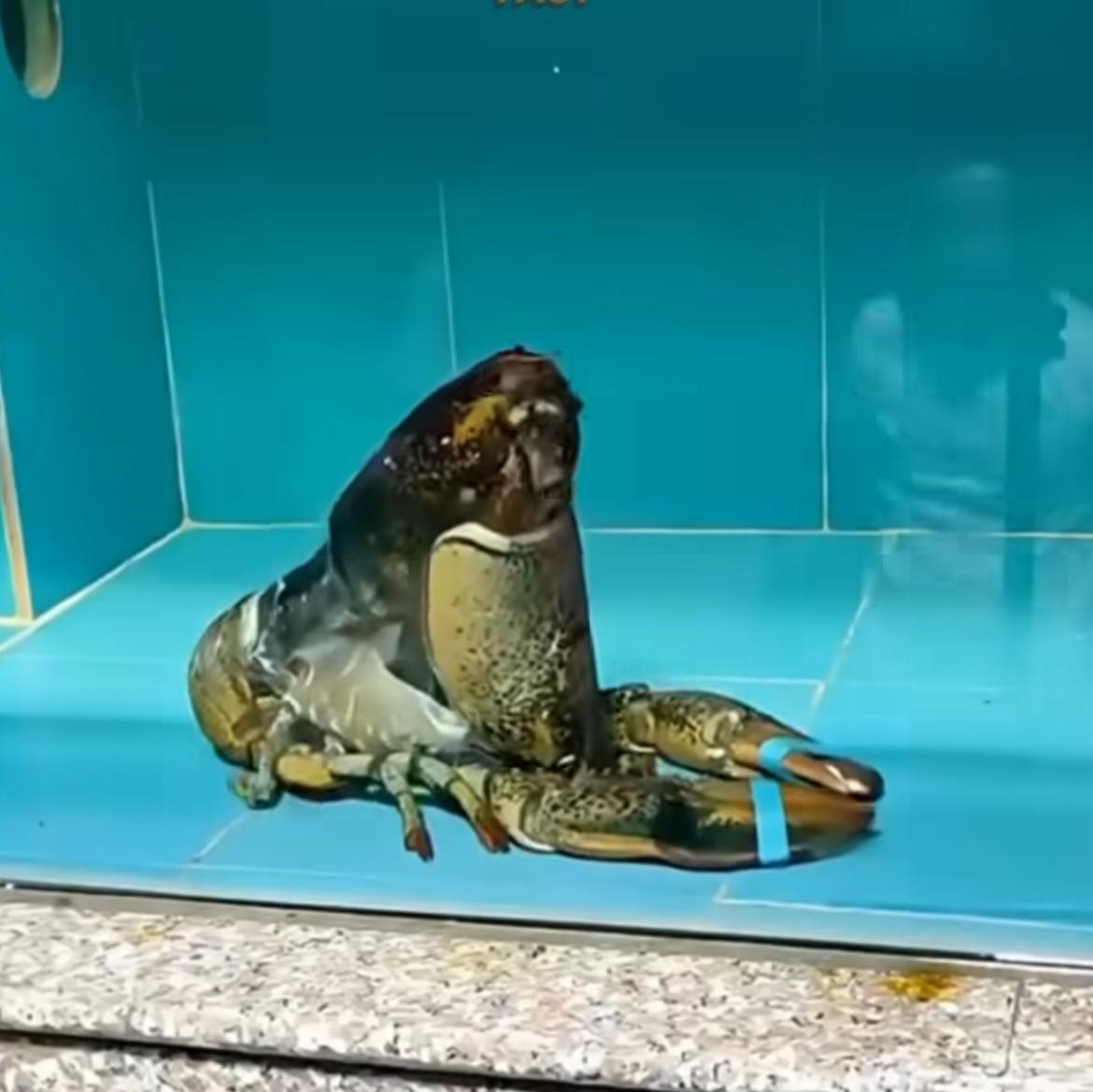 Seekor lobster sedang keluar dari cangkang lamanya di dalam akuarium restoran seafood &ndash; momen visual langka molting alami.