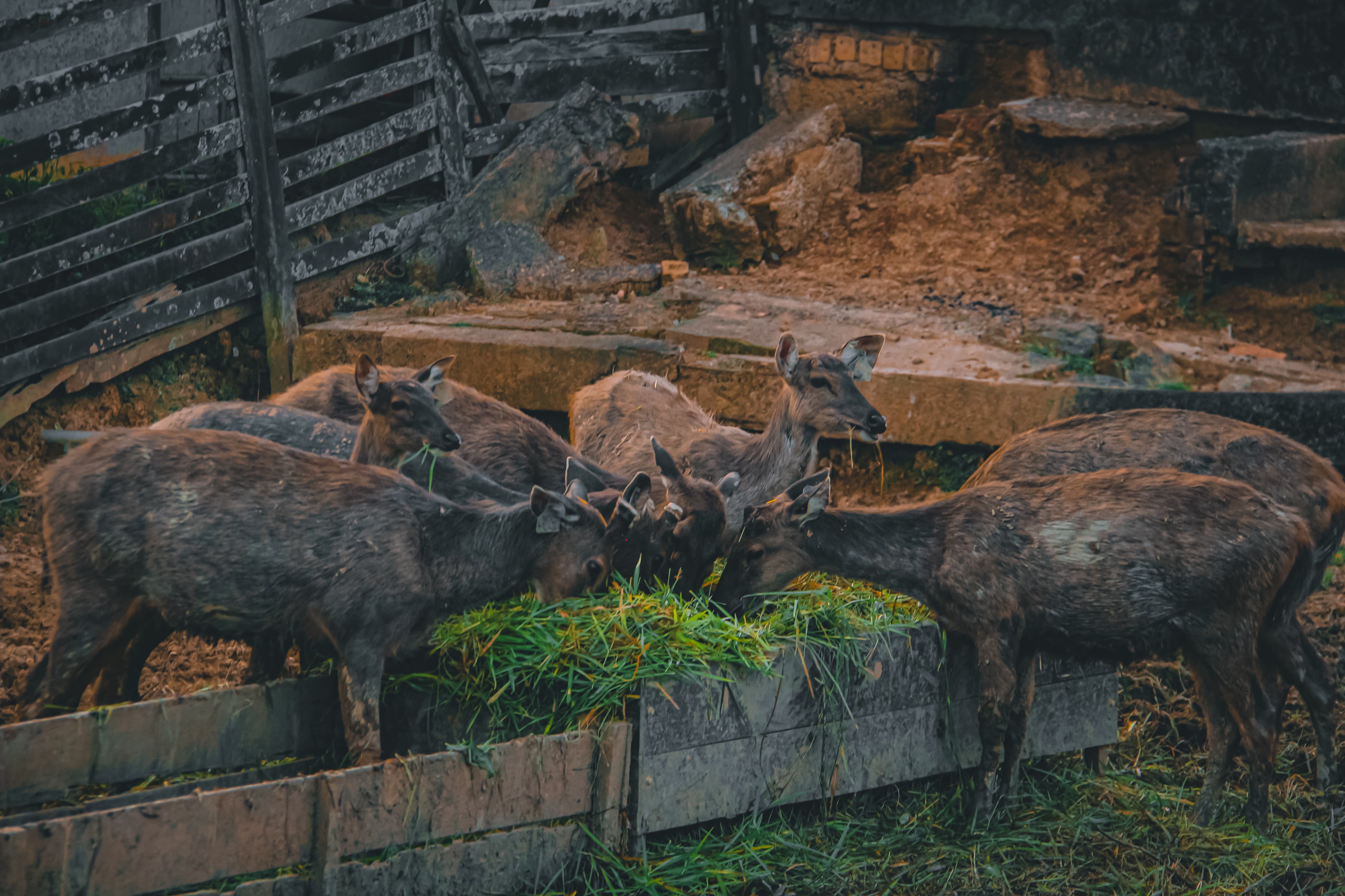 Rusa timor jinak di habitat alami Penangkaran Rusa PPU, dengan latar hijau sejuk yang memanjakan mata.